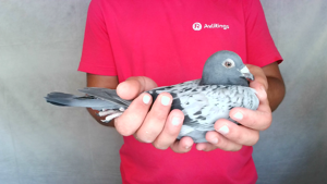 Pigeon image