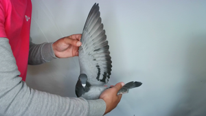 Pigeon image