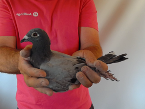 Pigeon image