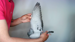 Pigeon image