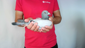 Pigeon image