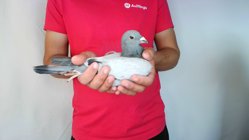 Pigeon image