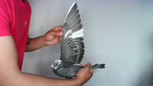 Pigeon image