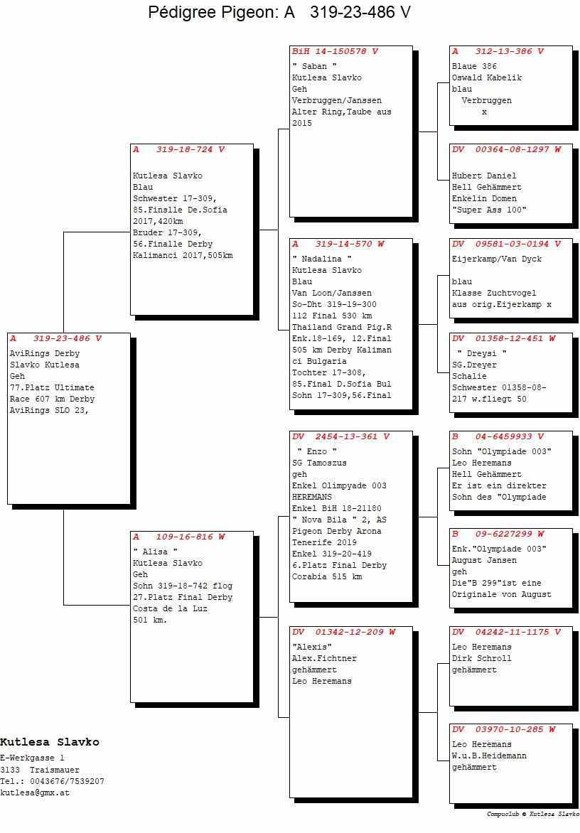 Pigeon pedigree image