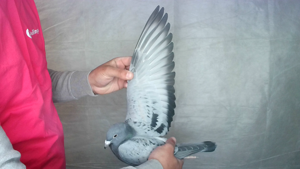 Pigeon image