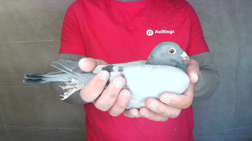 Pigeon image