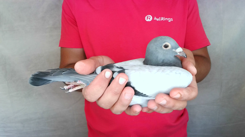 Pigeon image