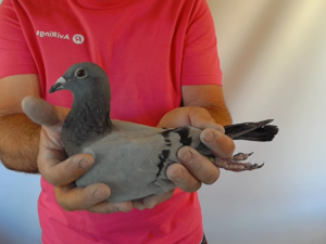 Pigeon image