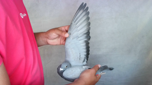 Pigeon image