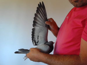 Pigeon image