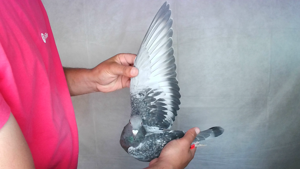 Pigeon image
