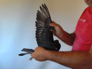Pigeon image