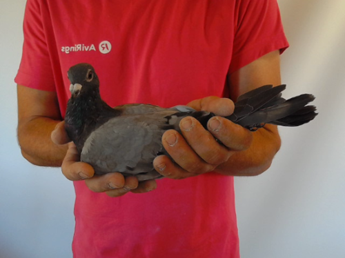 Pigeon image