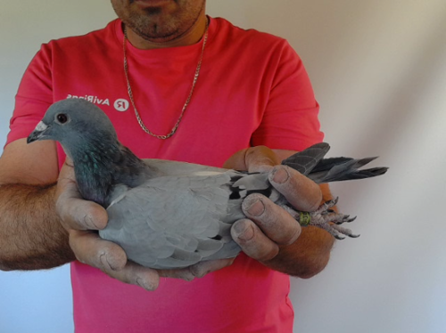 Pigeon image