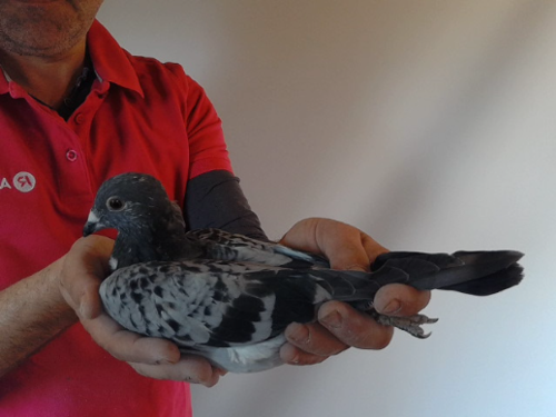 Pigeon image