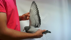 Pigeon image