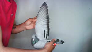 Pigeon image