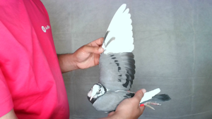 Pigeon image