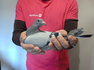 Pigeon image