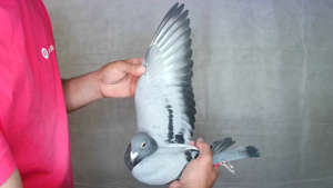 Pigeon image