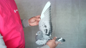 Pigeon image