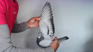 Pigeon image