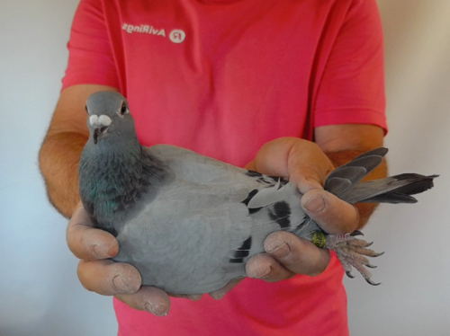 Pigeon image