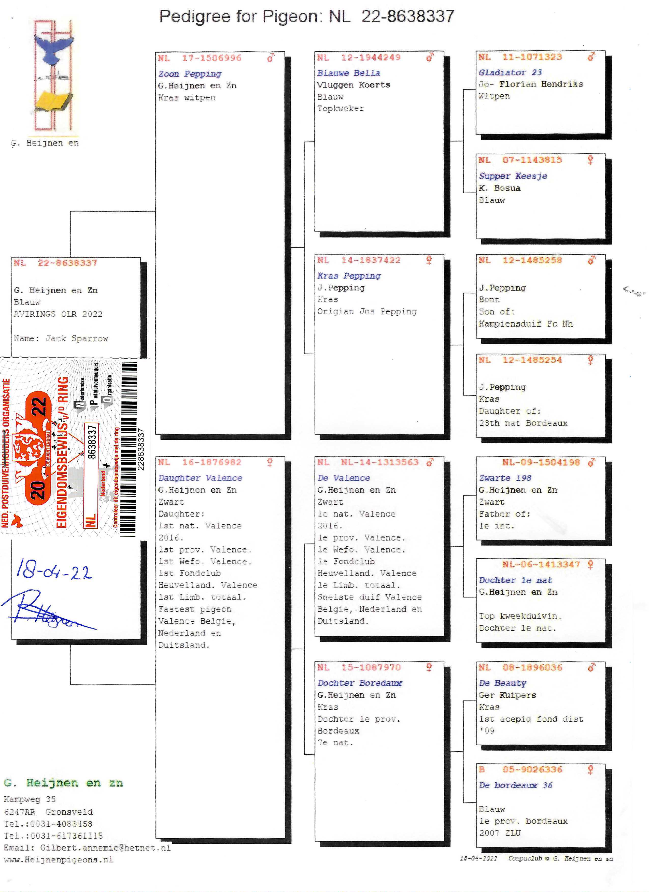 Pigeon pedigree image