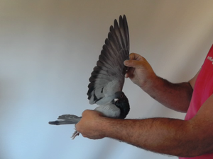 Pigeon image