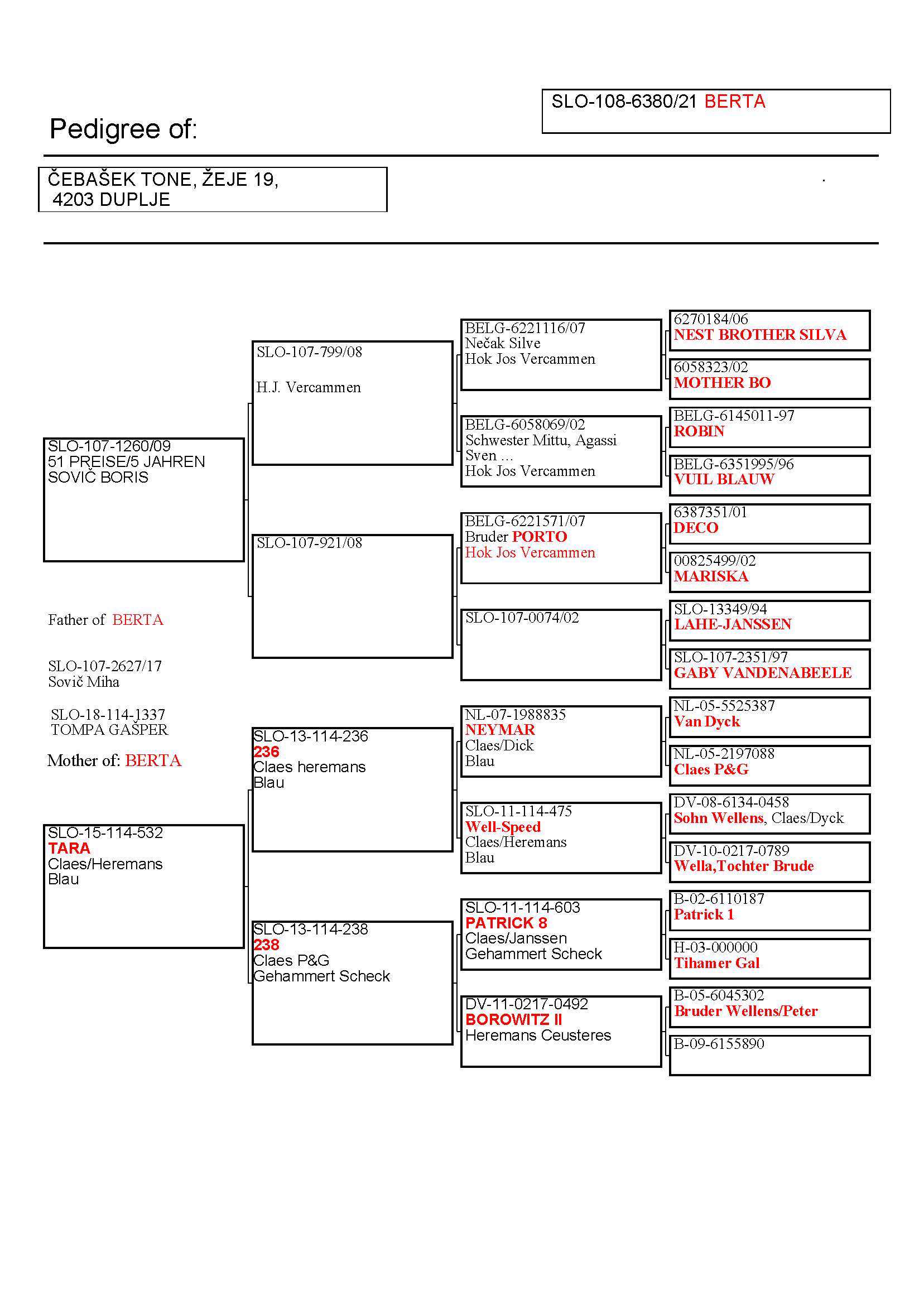 Pigeon pedigree image