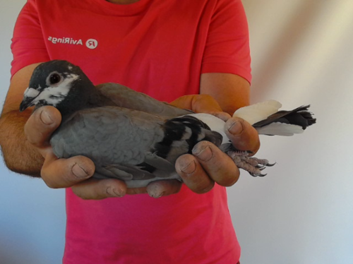 Pigeon image