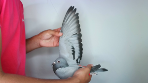 Pigeon image