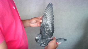 Pigeon image