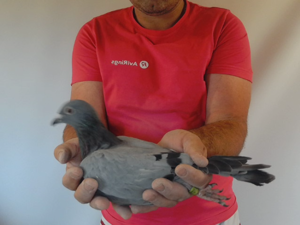 Pigeon image