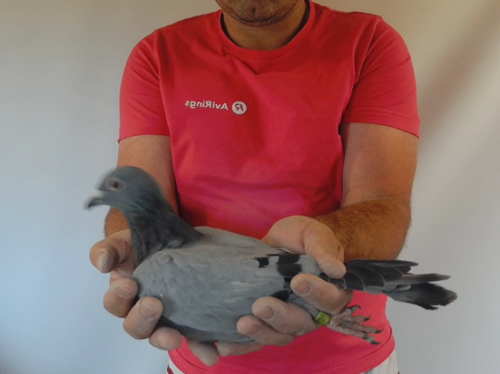 Pigeon image