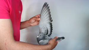 Pigeon image
