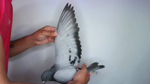 Pigeon image