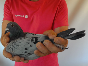 Pigeon image