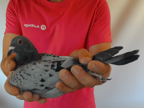 Pigeon image