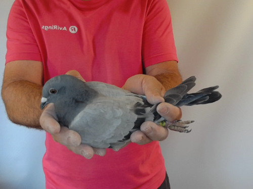 Pigeon image