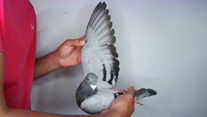 Pigeon image