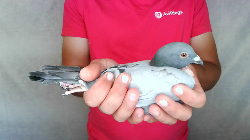 Pigeon image