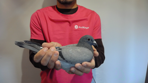 Pigeon image