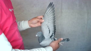 Pigeon image