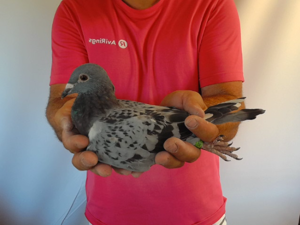 Pigeon image