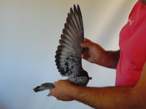 Pigeon image