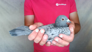 Pigeon image
