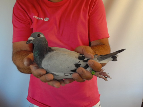 Pigeon image