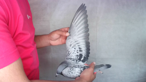 Pigeon image