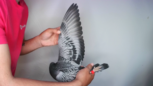 Pigeon image